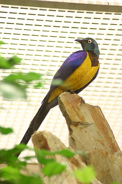 File:Golden-breasted Starling 3.jpg