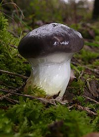 young mushroom Gomphidius glutinosus 131007a.jpg