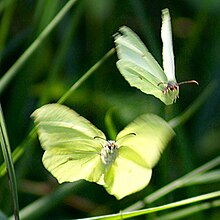 A pair of brimstone butterflies in flight. The female, above, is in fast forward flight with a small angle of attack; the male, below, is twisting his wings sharply upward to gain lift and fly up towards the female. Gonepteryx rhamni Twisting Wings in Courtship Flight.jpg