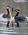 Red-necked grebe (Podiceps griseigena), recorded for the first time in India in 1987