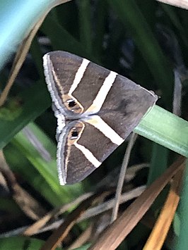 Grammodes oculicola