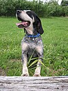 Grand Bleu de Gascogne in a blue dogcollar.jpg