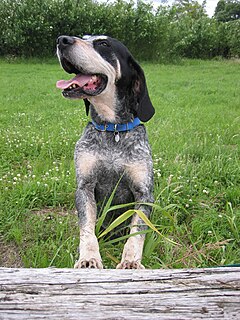 Grand Bleu de Gascogne Dog breed