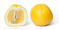 Grapefruit and cross section edit scale.jpg