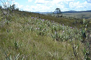 Campos Rupestres