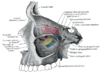 Anatomia Da Unha Pdf To Jpg