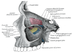 Thumbnail for Pyramidal process of palatine bone
