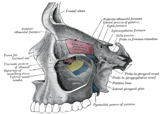 Inferior nasal concha facial bone