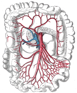 <span class="mw-page-title-main">Right colic artery</span> Artery supplying the colon