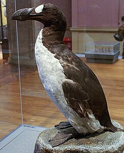 Great Auk (Pinguinis impennis) specimen, Kelvingrove, Glasgow - geograph.org.uk - 1108249 cropped.jpg