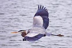 Great blue heron - natures pics.jpg