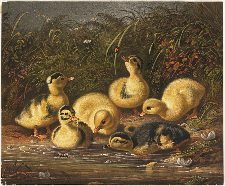 File:Group of Ducklings (Boston Public Library).jpg