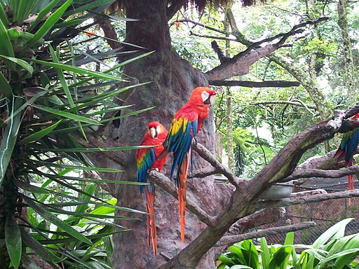 amazonian macaws