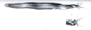 <i>Gymnallabes</i> Genus of fishes