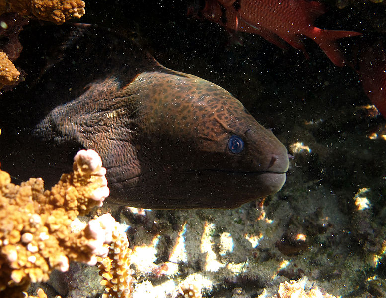 File:Gymnothorax javanicus.jpg