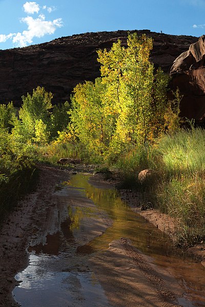 File:HANKSVILLE AREA, GARFIELD CO, UTAH - 2016-10-02 - Poison Springs Canyon -11 (30394322581).jpg