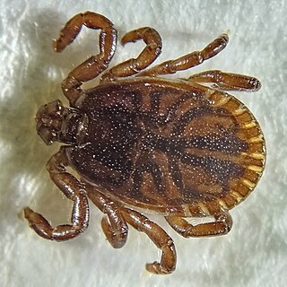 <i>Haemaphysalis concinna</i> Species of tick