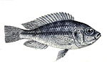 Miniatura para Haplochromis crassilabris