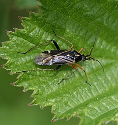 Harpocera thoracica - самец.jpg