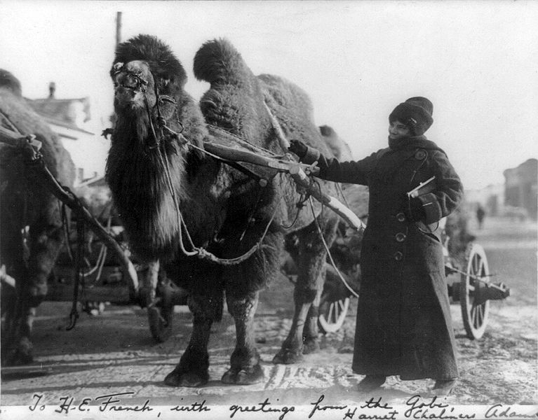 File:Harriet Chalmers Adams in the Gobi desert.jpg