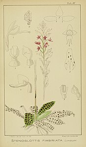 plate 41 Stenoglottis fimbriata