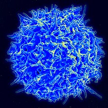 human papillomavirus behandeling rinichi de ficat de colon detox