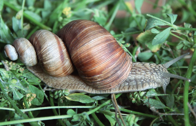 File:Helix pomatia scalariform.png