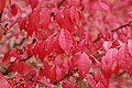 red leaf bush}}