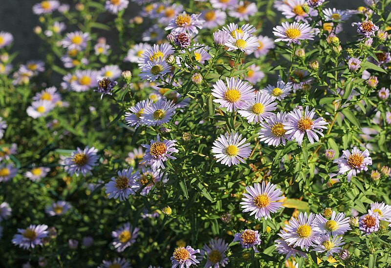 File:Herbstastern (Aster) (10555826524).jpg