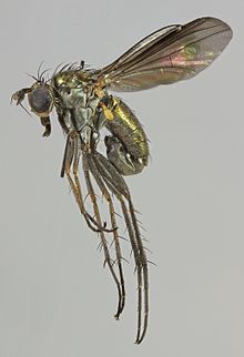 Hercostomus nigripennis laki-laki, Harlech, North Wales, juli 2013 (16870186196).jpg