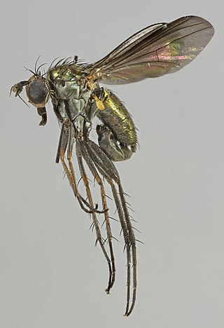 <i>Hercostomus</i> Genus of flies