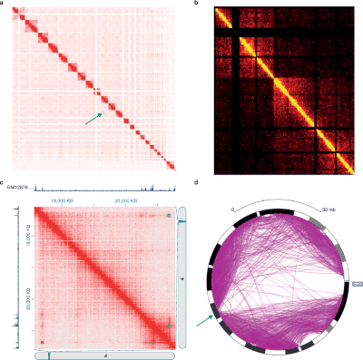 Heat map and circular plot visualization of Hi-C data. a. Hi-C interactions among all chromosomes from G401 human kidney cells, as plotted by the my5C software. b. Heat map visualization illustrating the bipartite structure of the mouse X chromosome, as plotted by Hi-Browse. c. Heat map visualization of a 3 Mbp locus (chr4:18000000-21000000), produced by Juicebox, using in-situ Hi-C data from the GM12878 cell line. d. Circular plot of the bipartite mouse X chromosome, generated by the Epigenome Browser. Image from Hi c visualization.gif