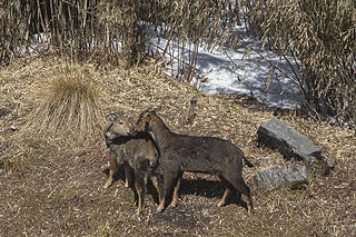 <span class="mw-page-title-main">Himalayan goral</span> Species of mammal