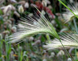 Karčiuotasis miežis (Hordeum jubatum)