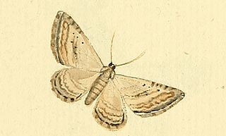 <i>Horisme aquata</i> Species of moth
