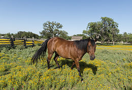 Horse in field in Lyndon B. Johnson National Historical Park in Johnson City, Texas Horse prances through the Spring flowers by Carol M. Highsmith.jpg