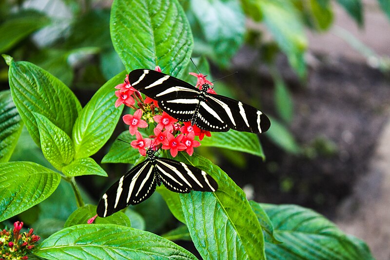 File:Hortus Botanicus (16909309364).jpg