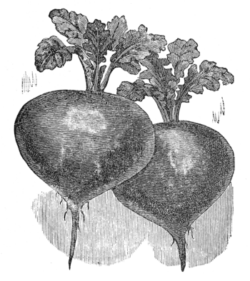 EDMAND’S EARLY TURNIP BEET.