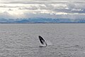 Humpback whale, Faxaflói Bay, Iceland, 20230507 1030 5619.jpg