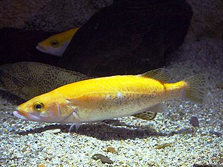 Golden mandarin fish