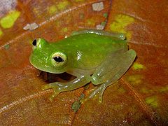 Glass frog Hyalinobatrachium fleischmanni01a.jpg