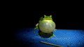 Arquivo: Hyla cinerea call video.webm