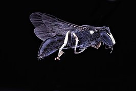 Hylaeus ornatus