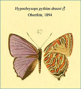 Hypochrysops drucei