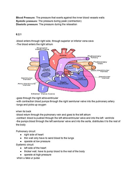 File:IB Biology- All you need to know about the heart.pdf