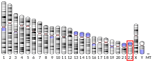 Ideogram human chromosome 22.svg