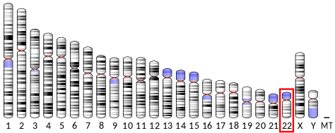 File:Ideogram human chromosome 22.svg