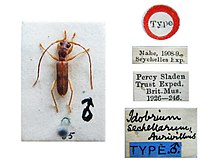 Idobrium sechellarum Aurivillius, 1922. MALE type specimen (11171422796).jpg