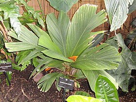 Iguanura spectabilis - Denver Botanic Gardens - DSC00896.JPG