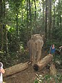 Illegal Logging Manmao Elephant IMG 9029.jpg